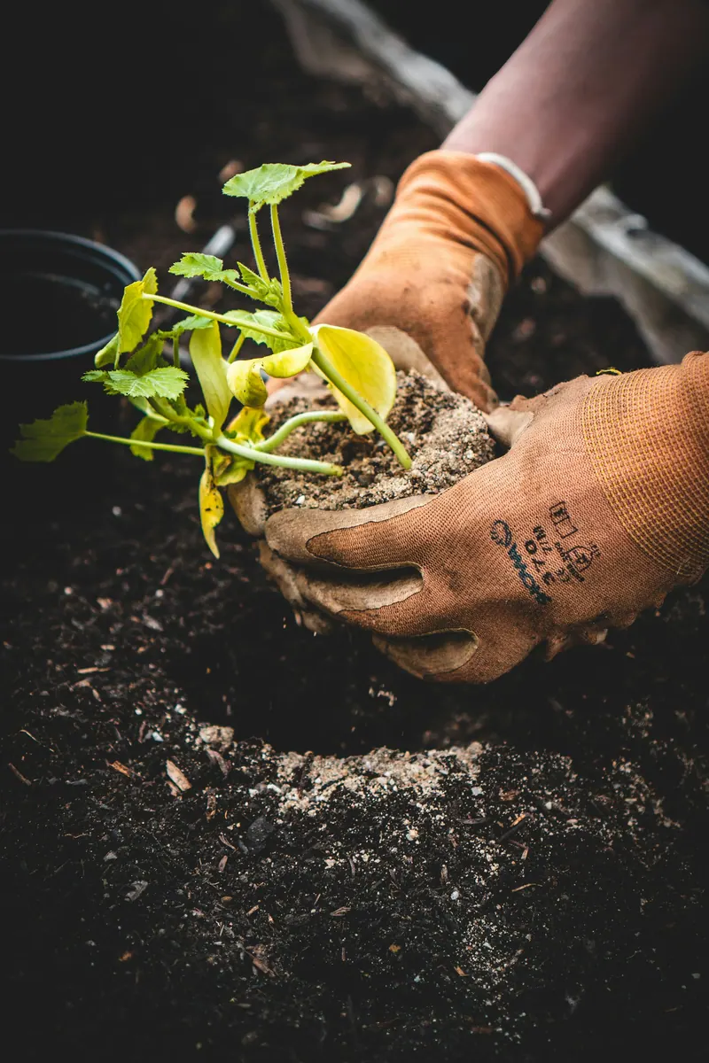 Gloved hands setting a young plant into dark soil.